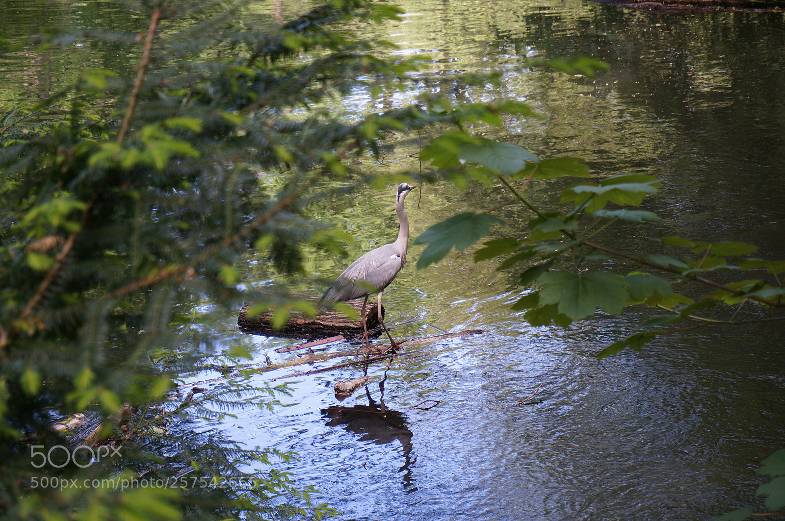 Sony Alpha NEX-6 sample photo. Vogel  photography