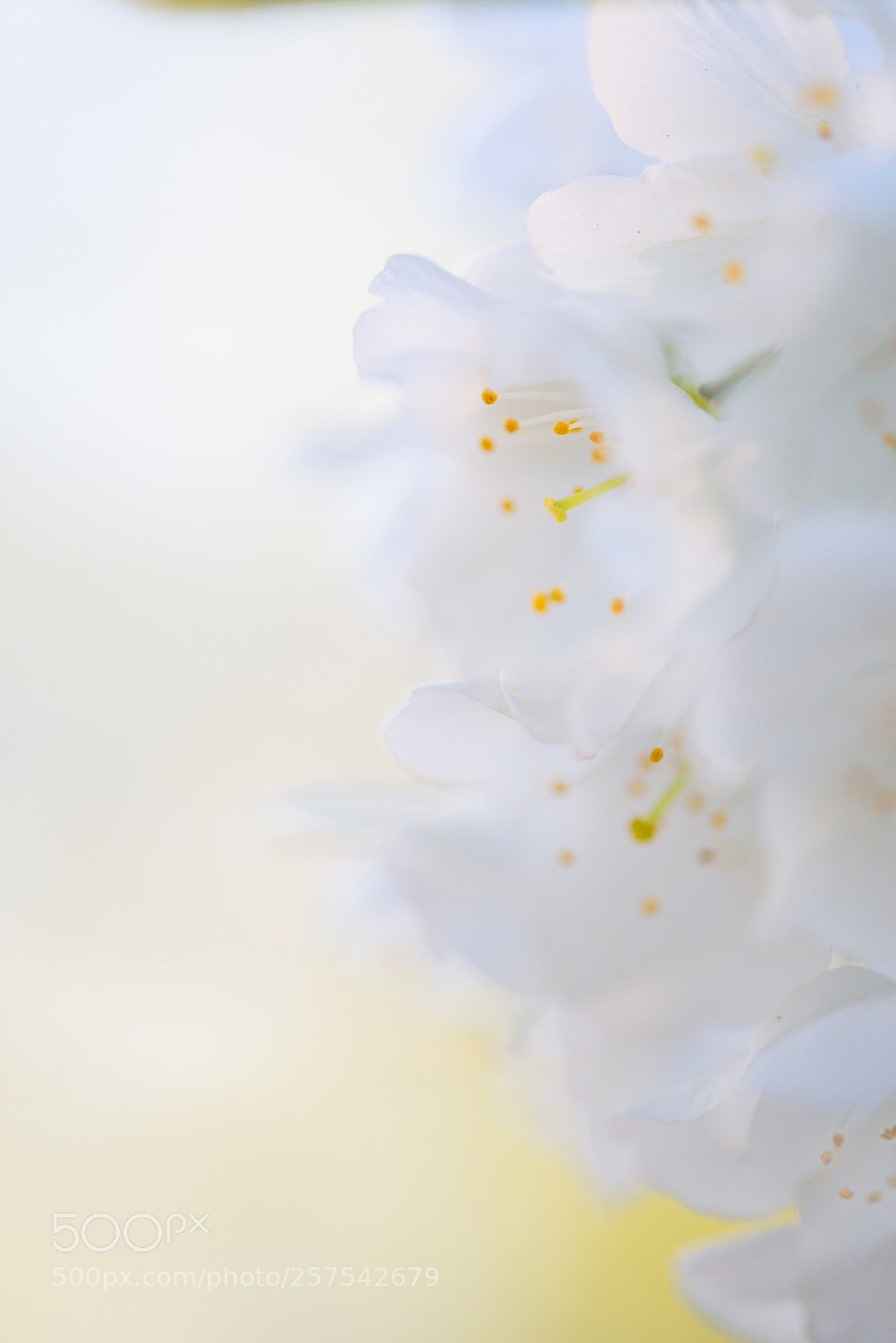 Nikon D610 sample photo. In full bloom photography