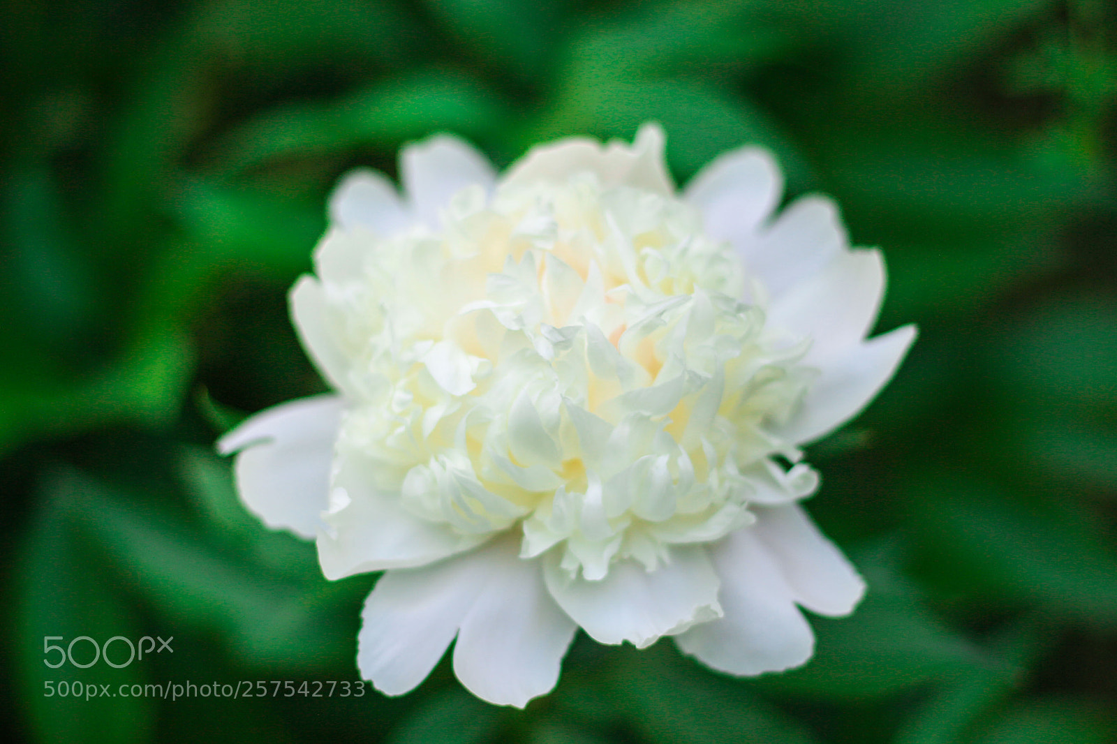 Canon EOS 700D (EOS Rebel T5i / EOS Kiss X7i) sample photo. Petals photography