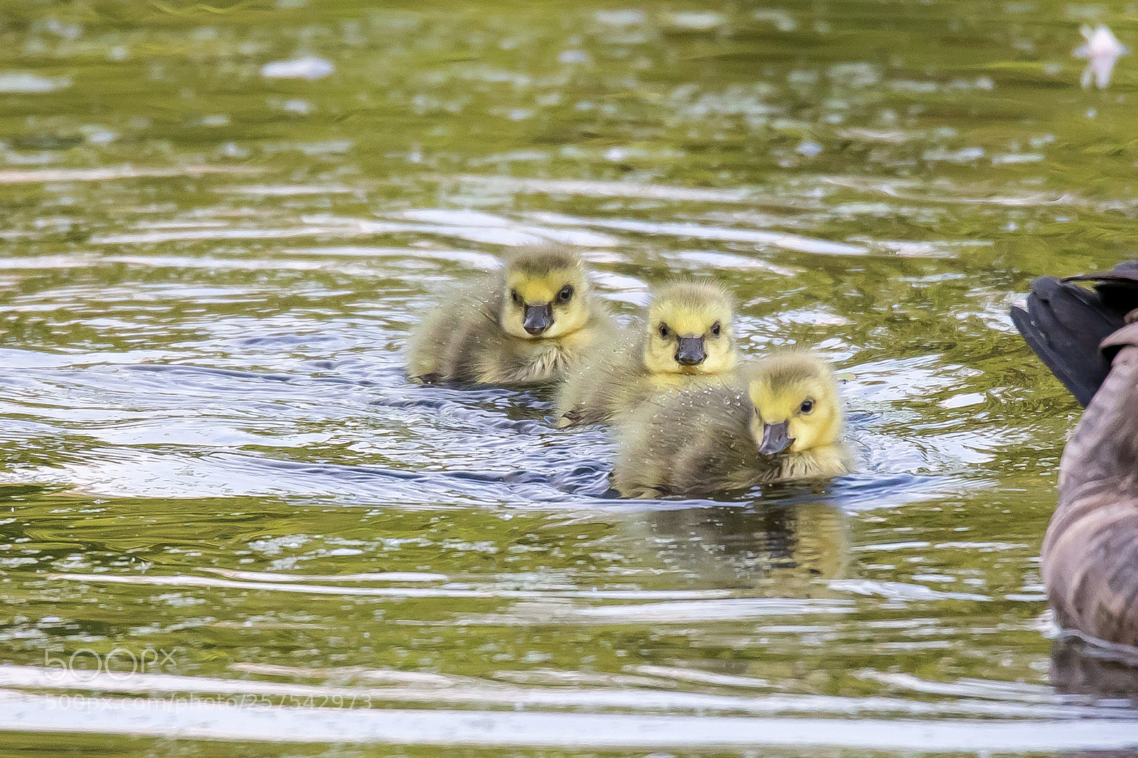 Canon EOS 5D Mark IV sample photo. Three in a row photography