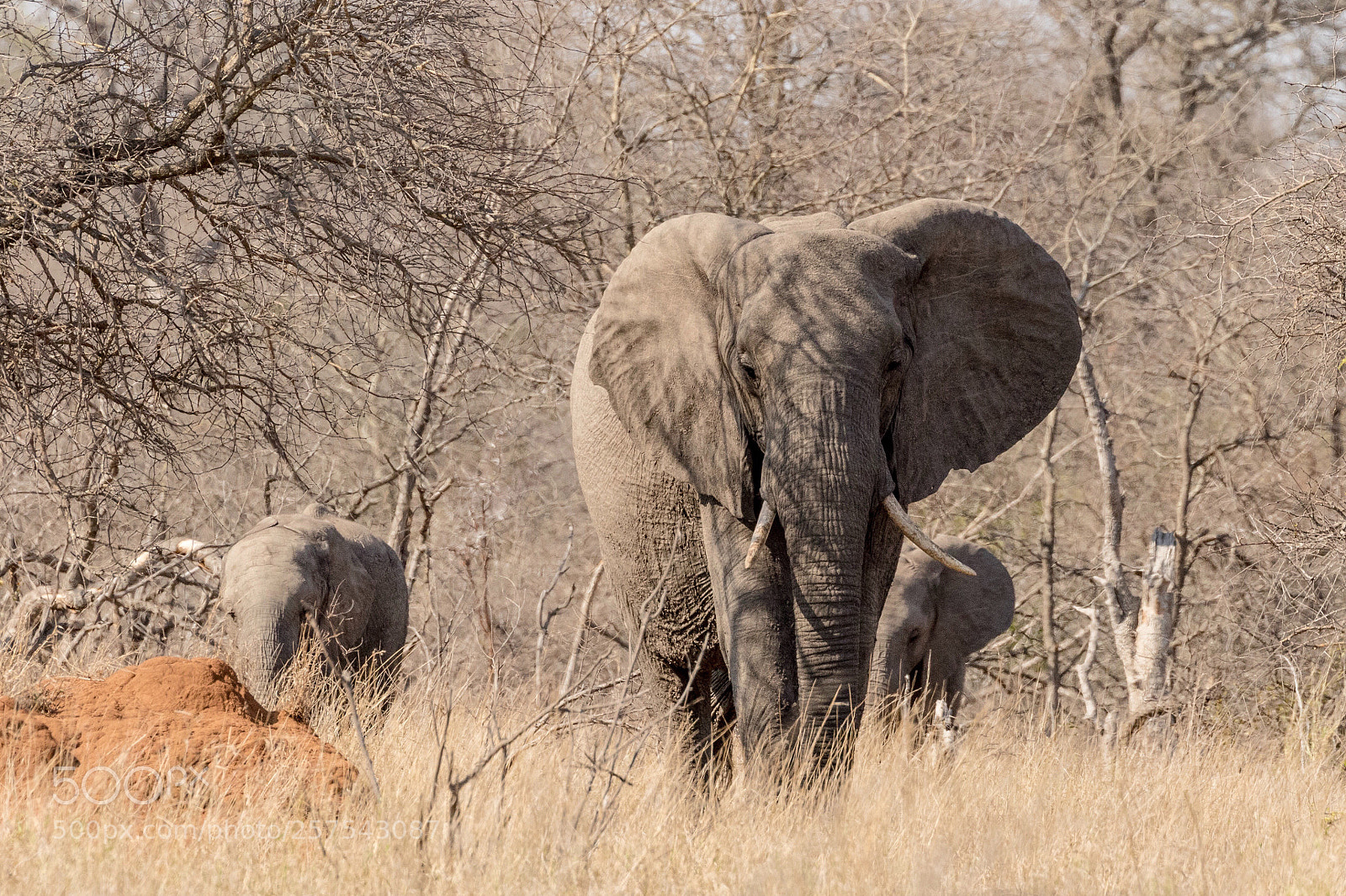 Canon EOS 7D Mark II sample photo. Matriarch photography