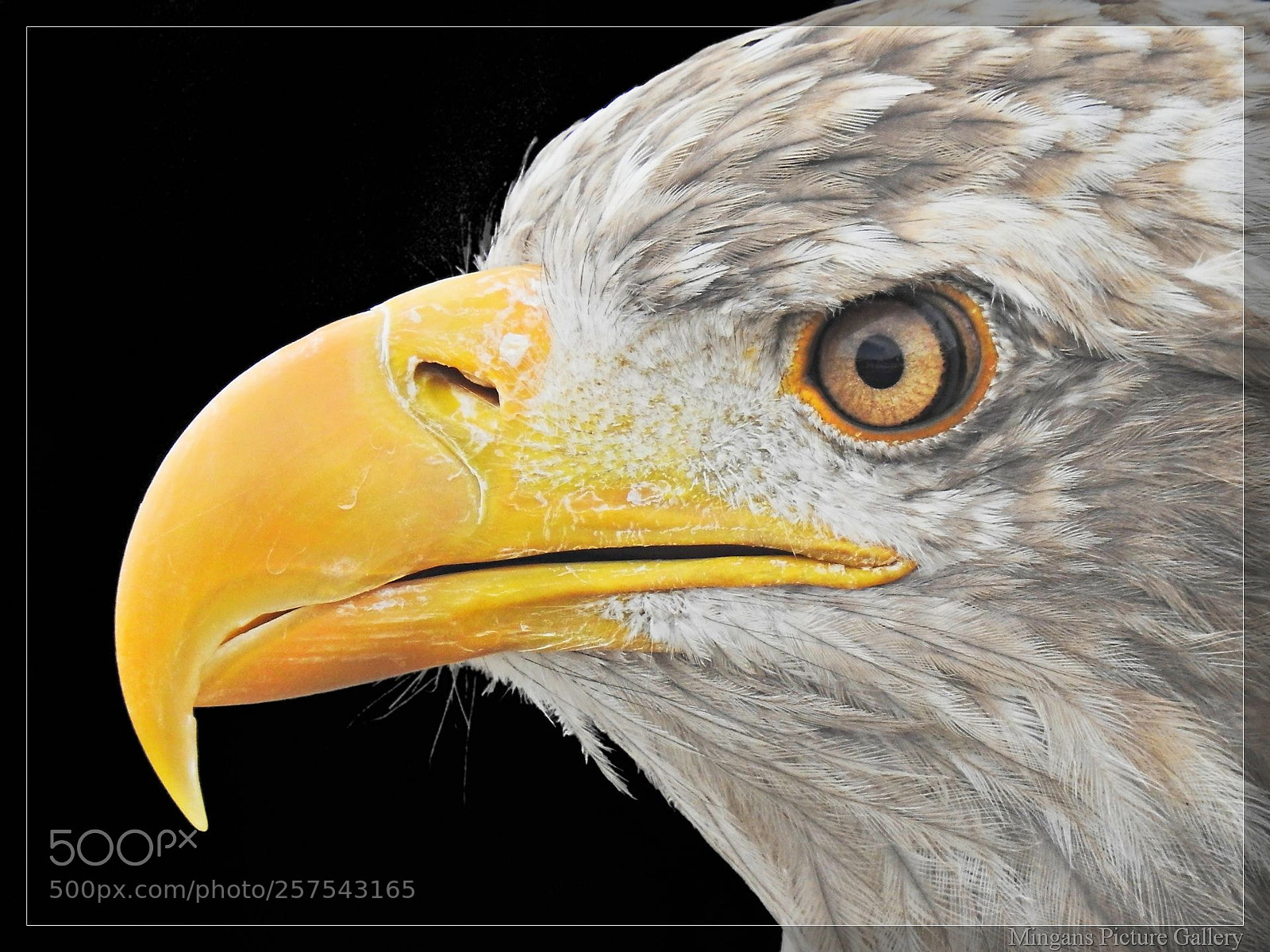Nikon Coolpix P900 sample photo. Bald eagle photography