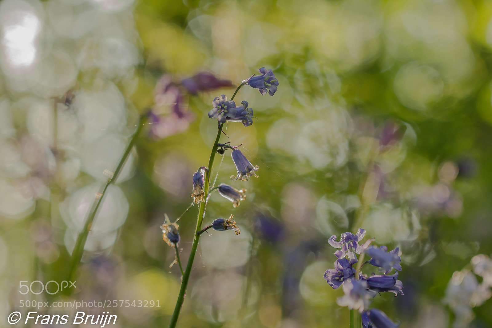 Canon EOS 60D sample photo. Wildrijk photography