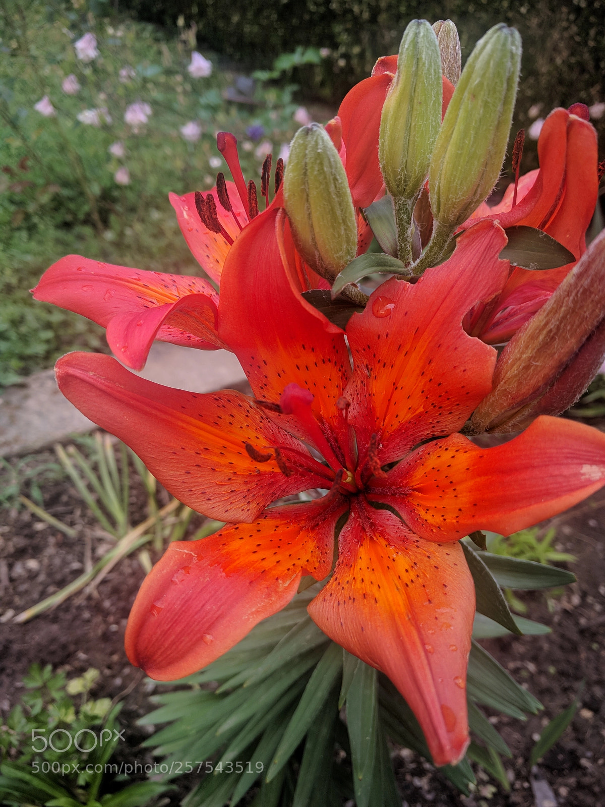 LG Nexus 5X sample photo. Crin lilium flower photography