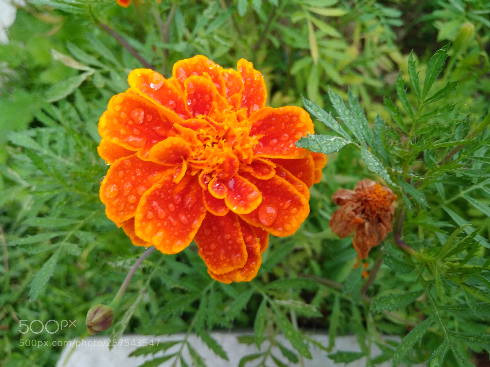 Xiaomi Redmi 4 Pro sample photo. Marigold flower photography