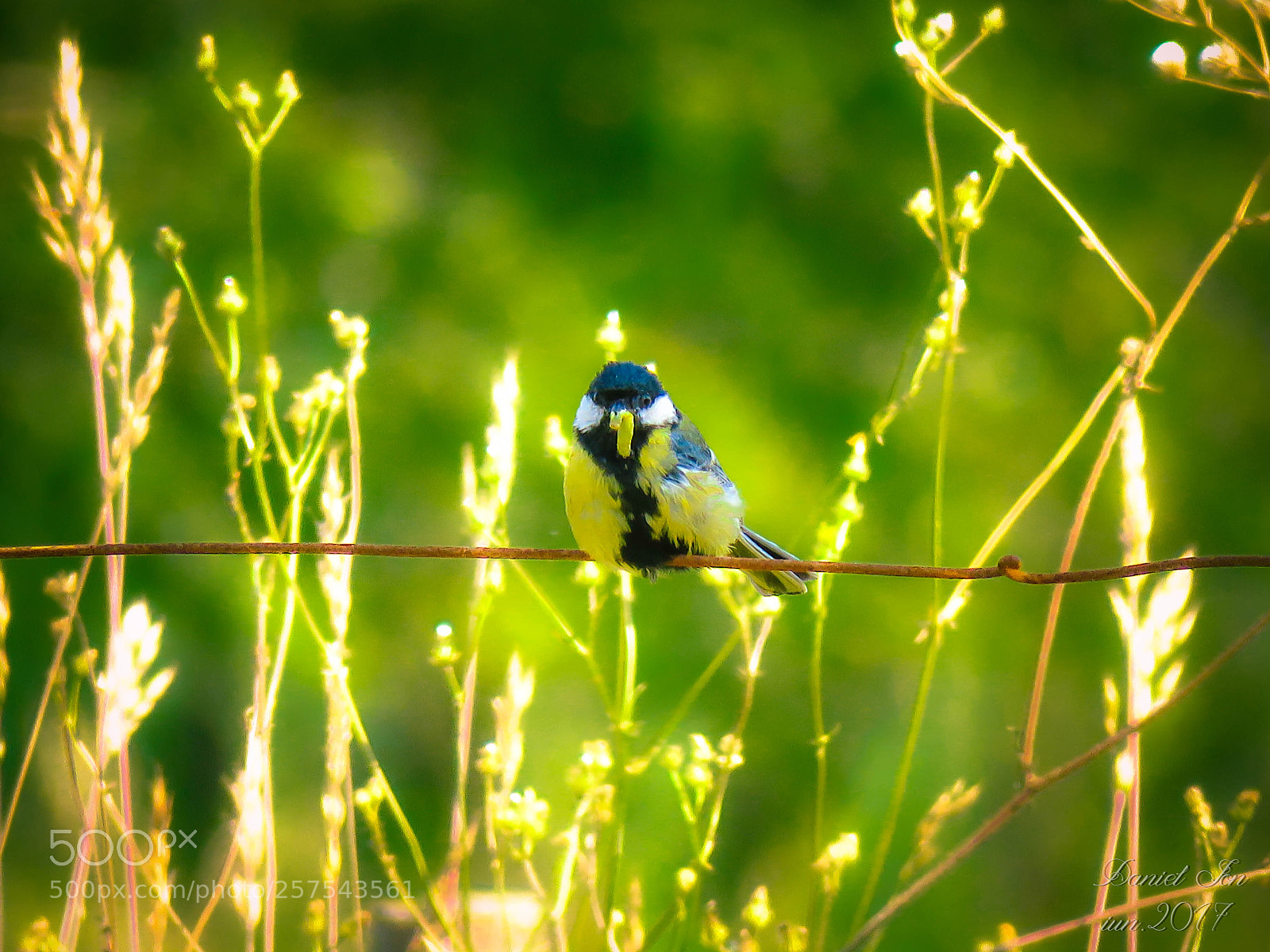 Canon PowerShot SX60 HS sample photo. Parus major photography