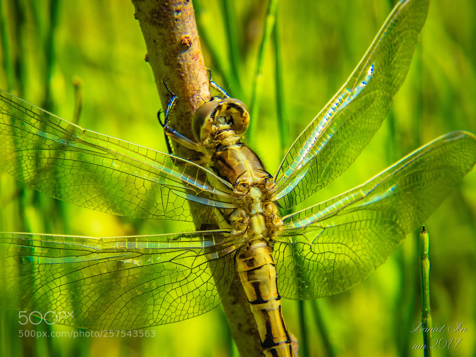 Canon PowerShot SX60 HS sample photo. Dragonfly photography