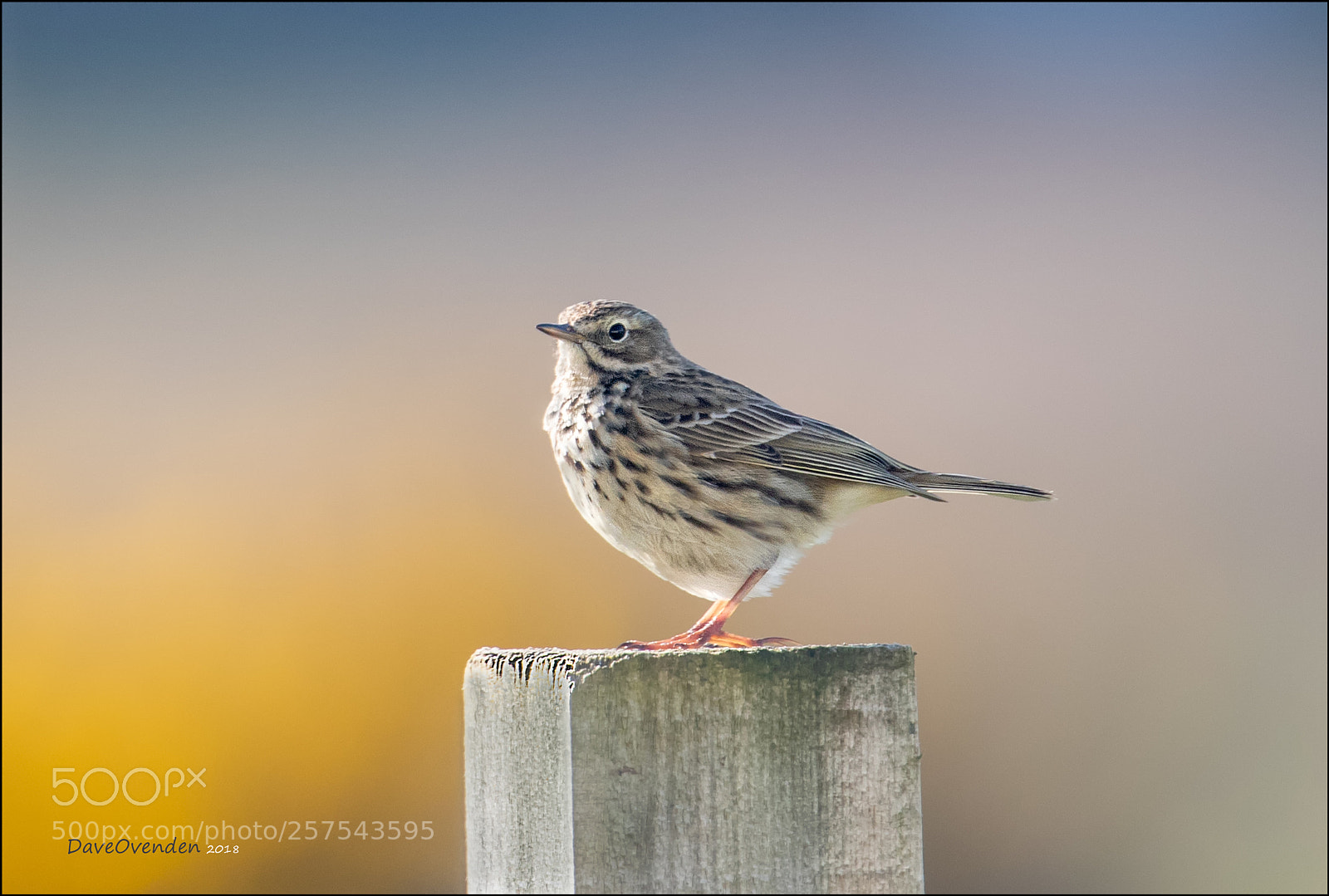 Canon EOS-1D X Mark II sample photo. Meadow pipit photography