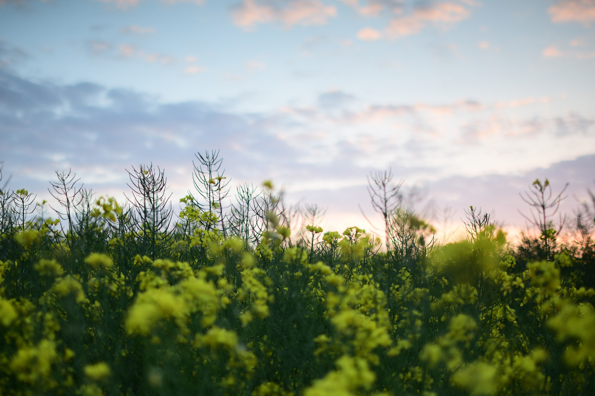 Nikon D5300 + Nikon AF-S DX Nikkor 35mm F1.8G sample photo. Sunset field photography