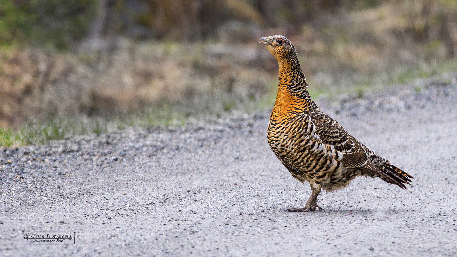 Nikon D610 sample photo. Grey hen photography