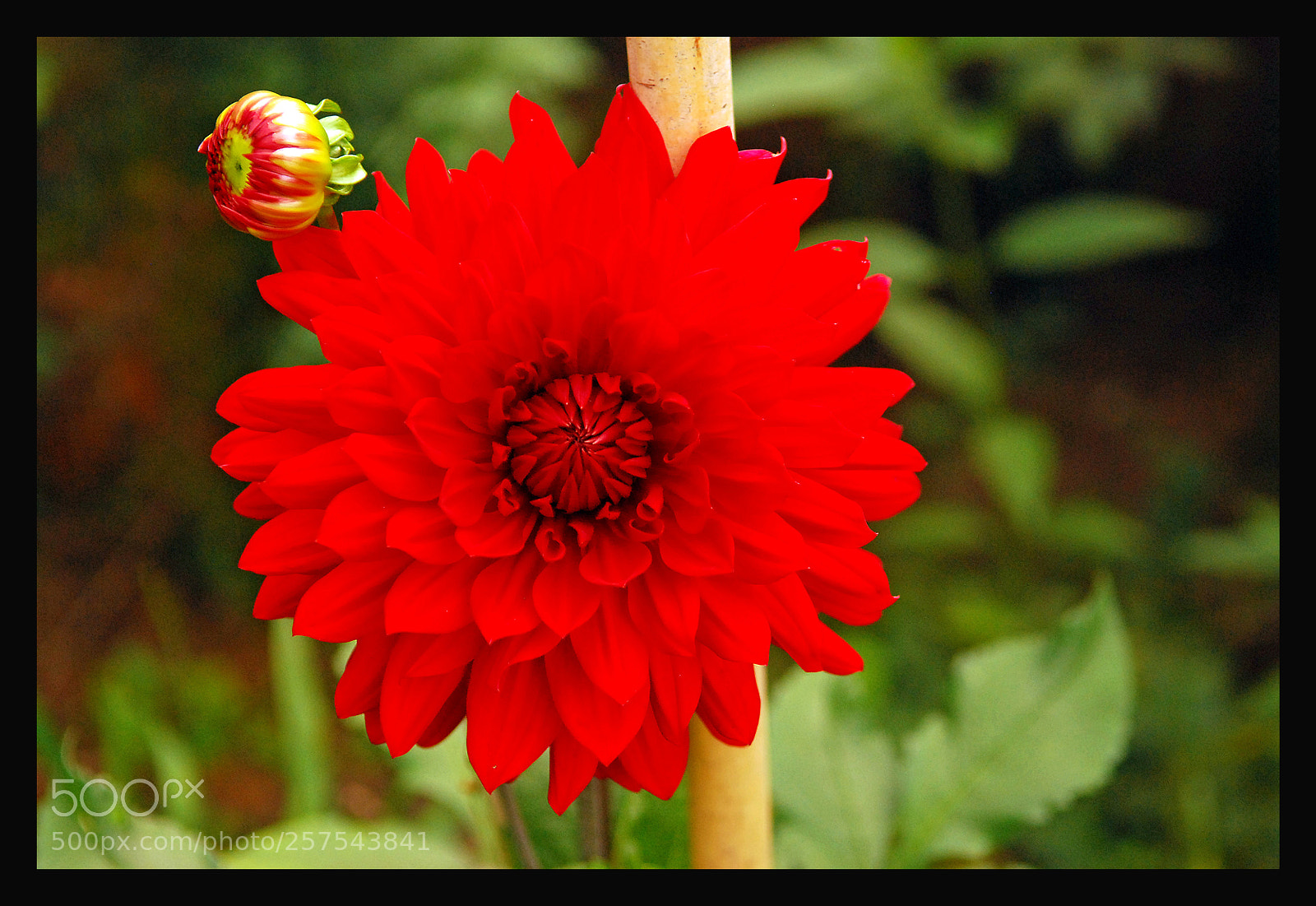 Nikon D80 sample photo. Flower photography