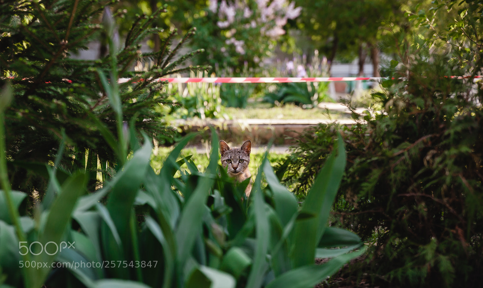 Canon EOS 5D Mark II sample photo. Img photography