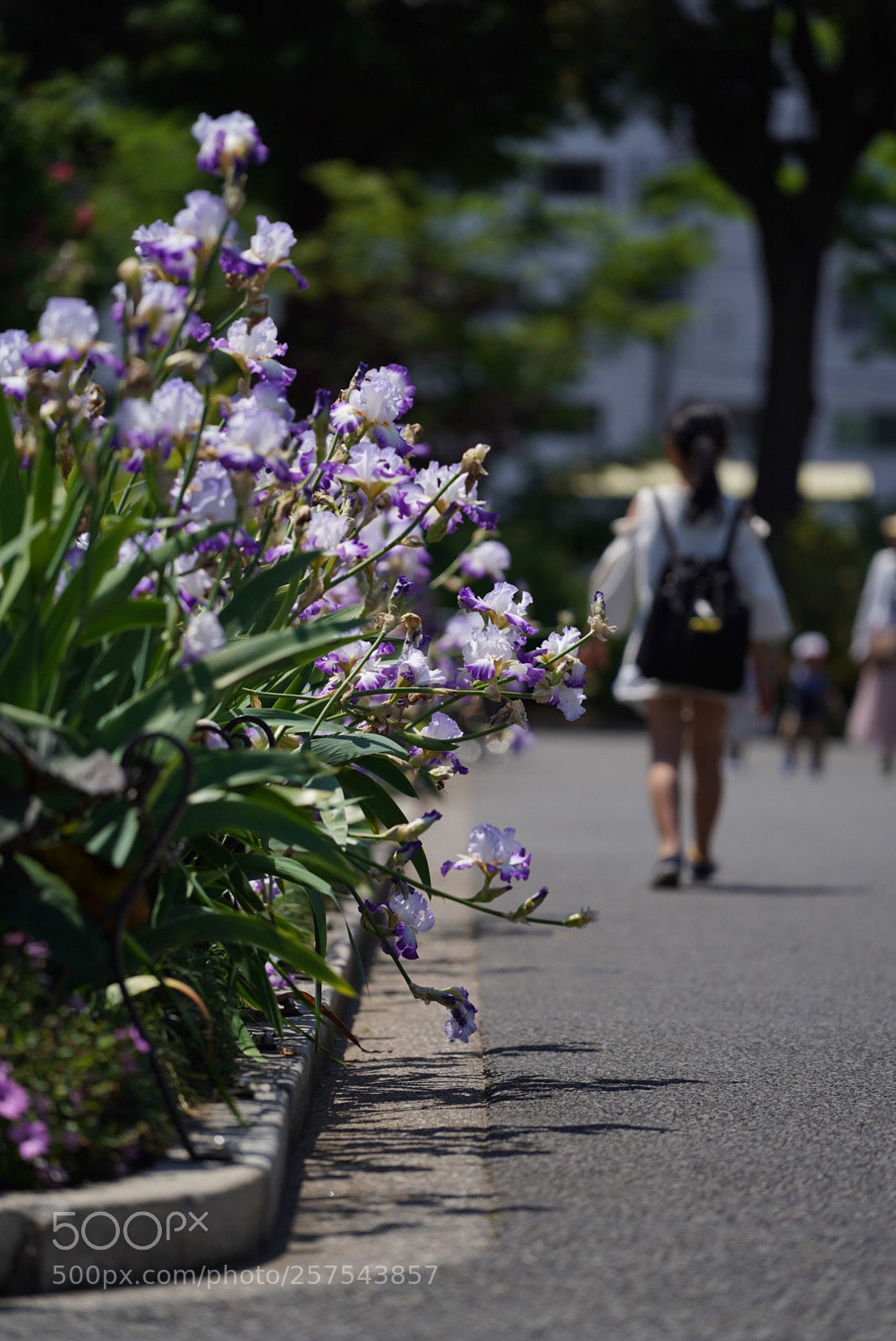 Sony a7 III sample photo. Untitled photography