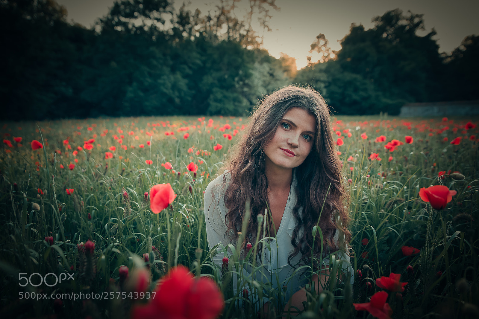 Canon EOS 6D sample photo. Coquelicots photography