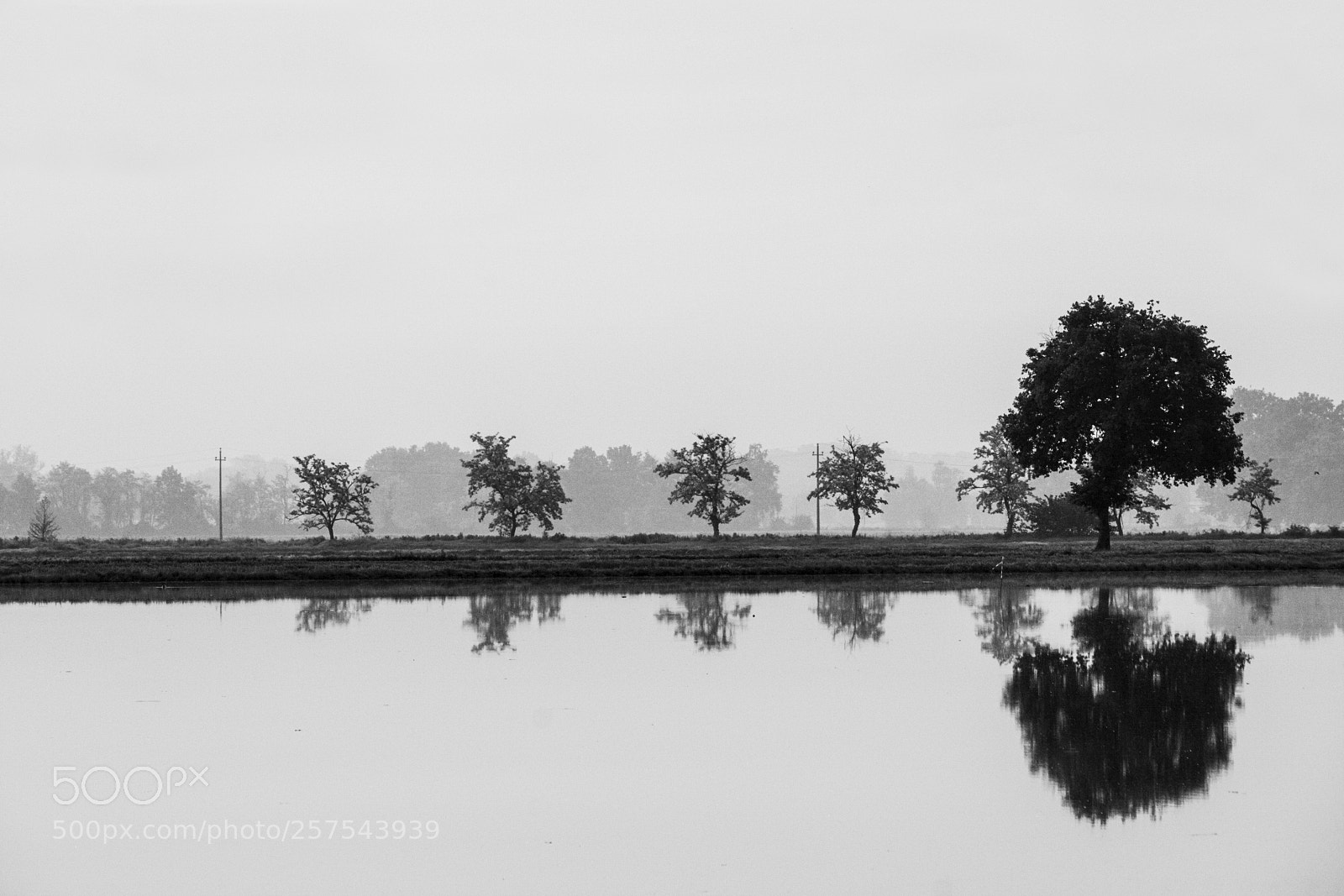 Canon EOS 40D sample photo. Trees reflection photography