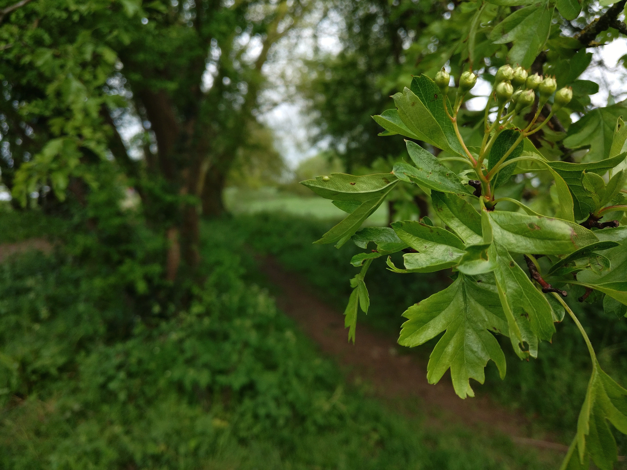 OnePlus A3000 sample photo. Riverside path photography