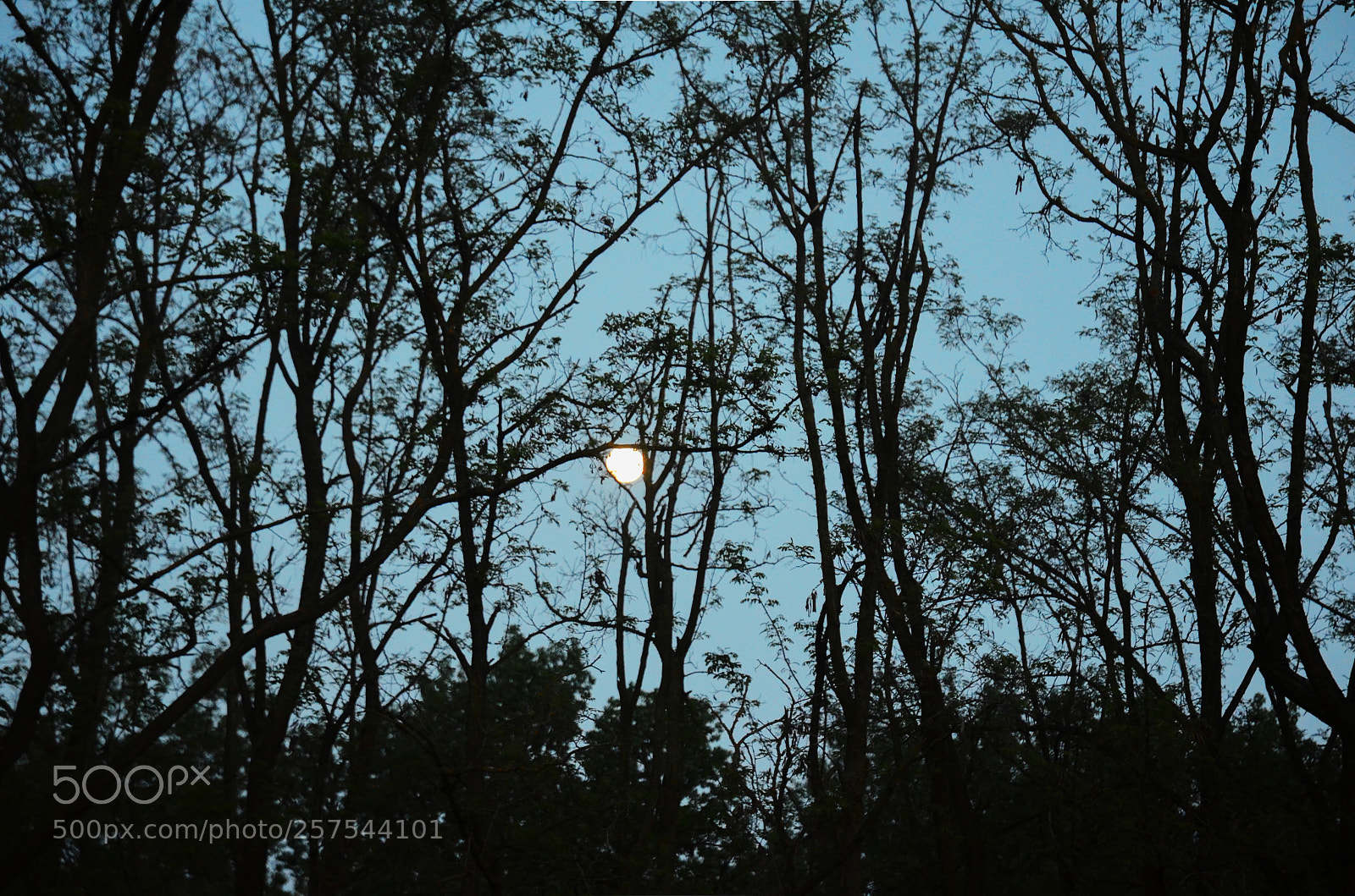 Nikon D5100 sample photo. Moon photography