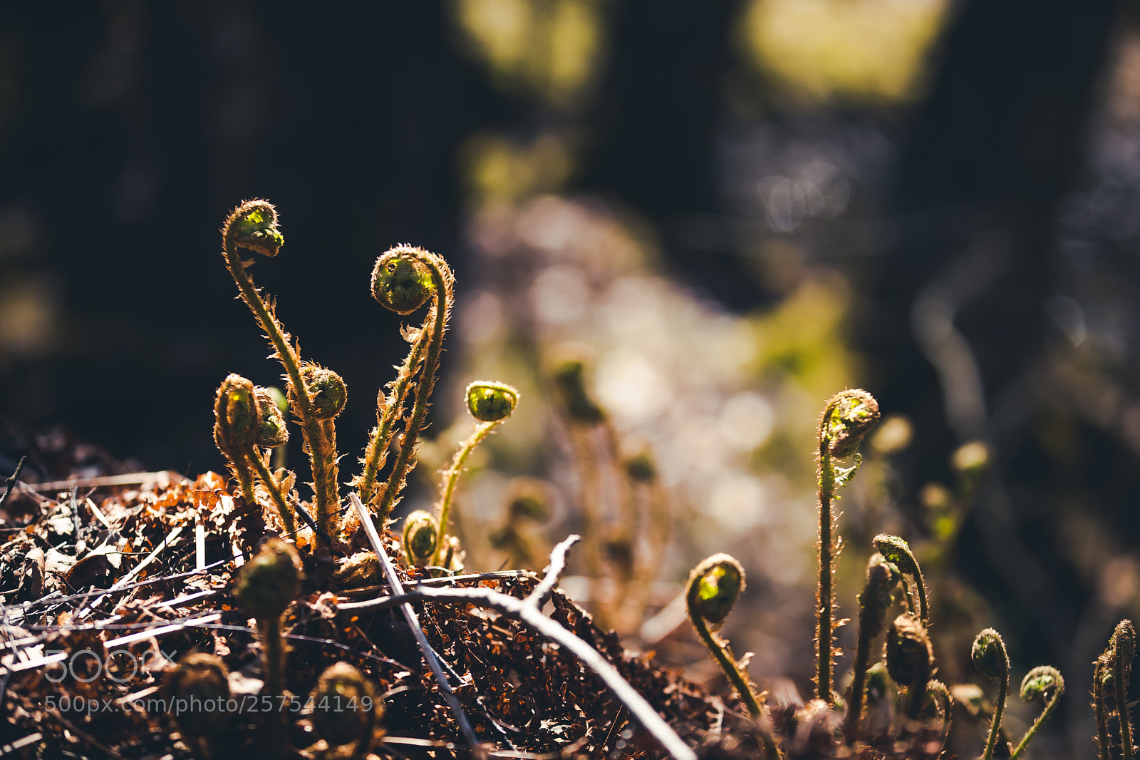 Canon EOS 5D Mark II sample photo. Spring. photography