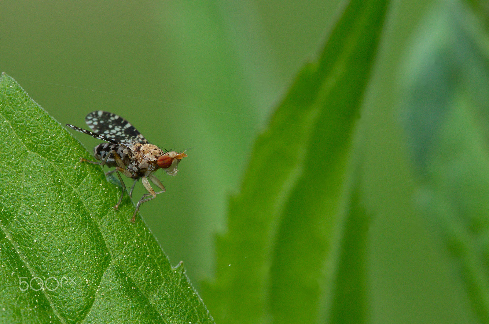 Tamron SP 90mm F2.8 Di VC USD 1:1 Macro sample photo. Dsc photography
