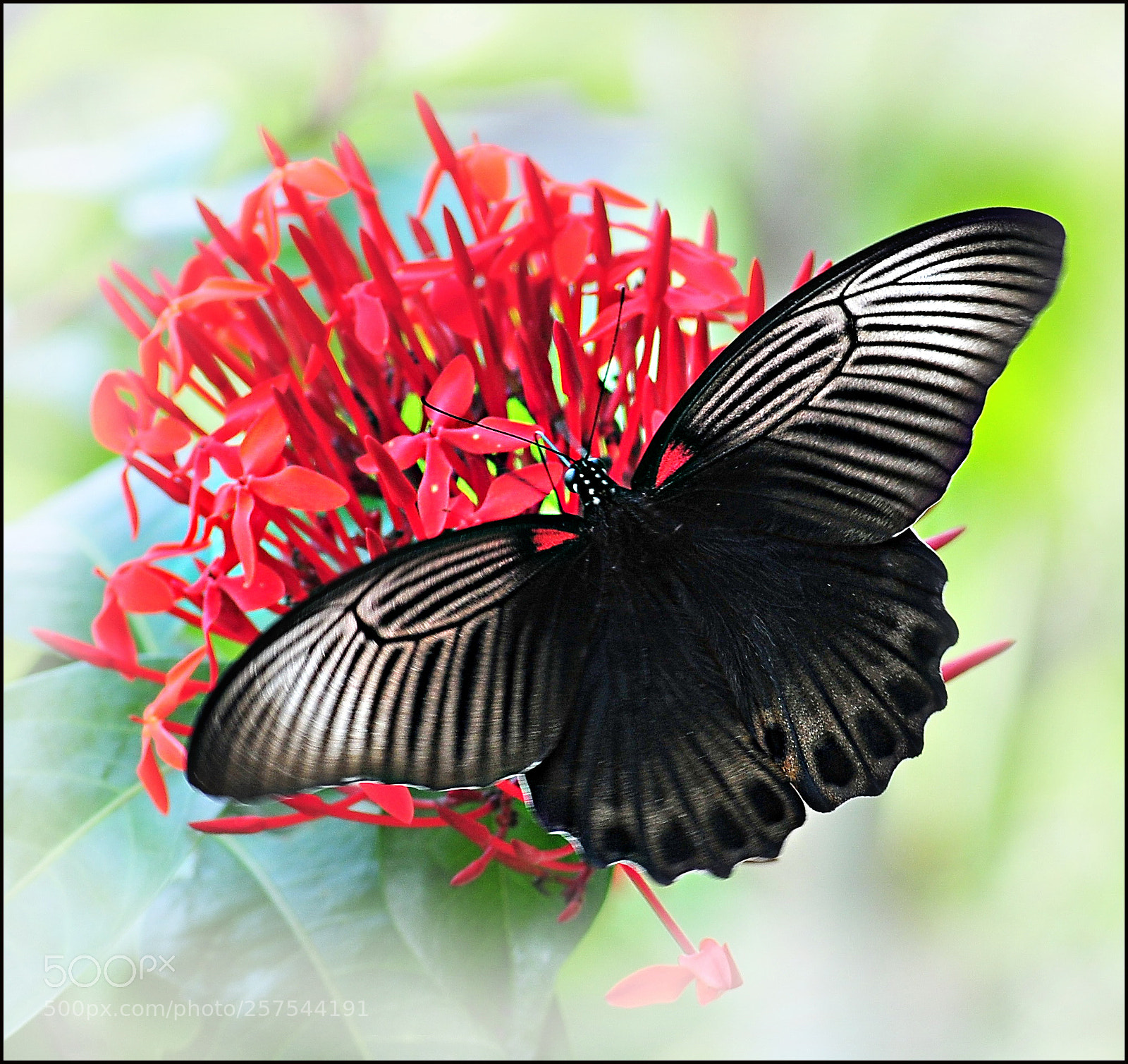 Nikon D300 sample photo. Black butterfly photography