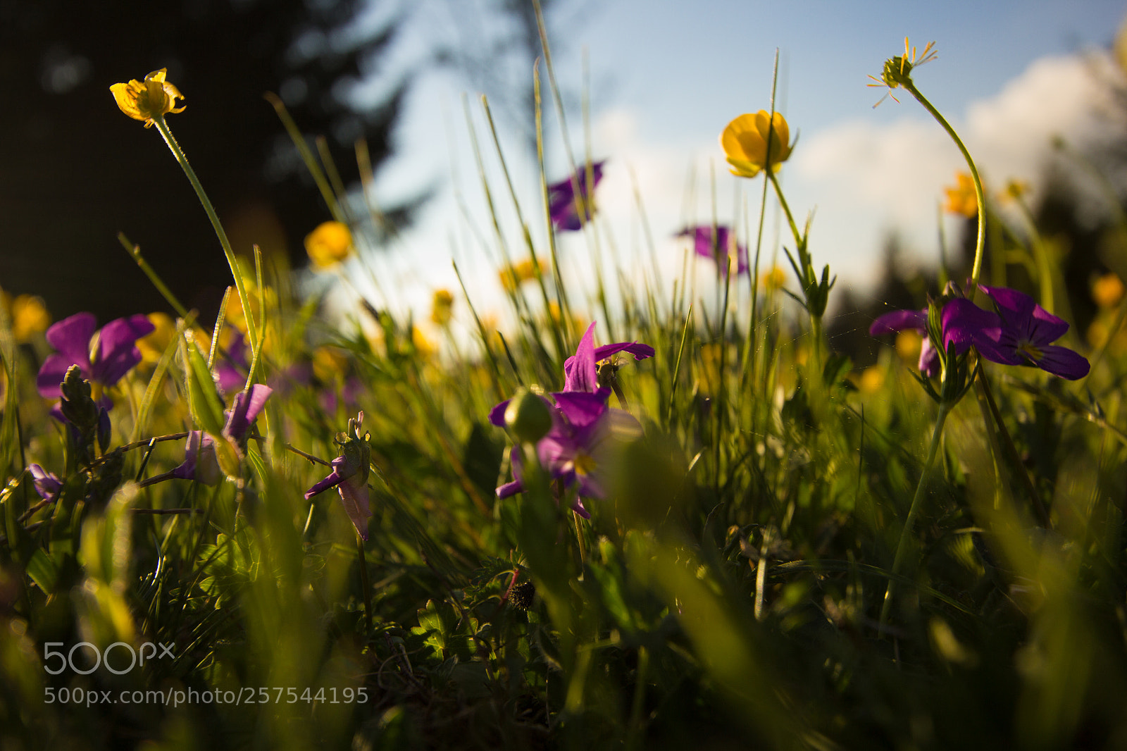 Canon EOS 60D sample photo. Wild flowers photography