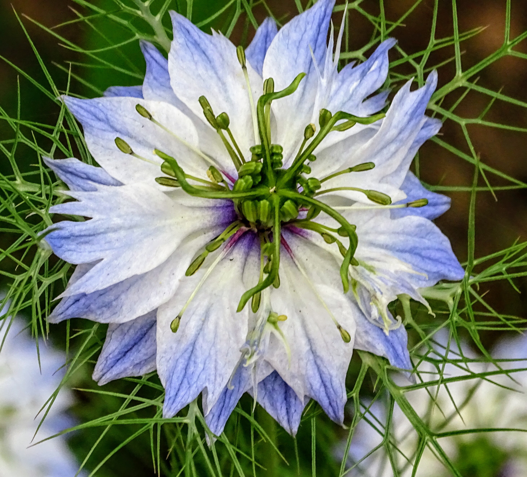 Sony Cyber-shot DSC-HX350 sample photo. Nigella damascena photography