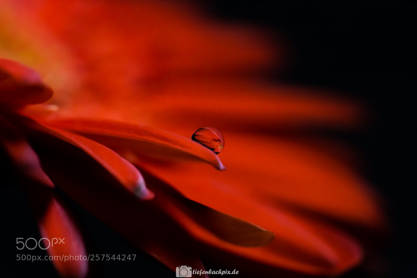 Canon EOS 6D sample photo. Tears on the flower photography