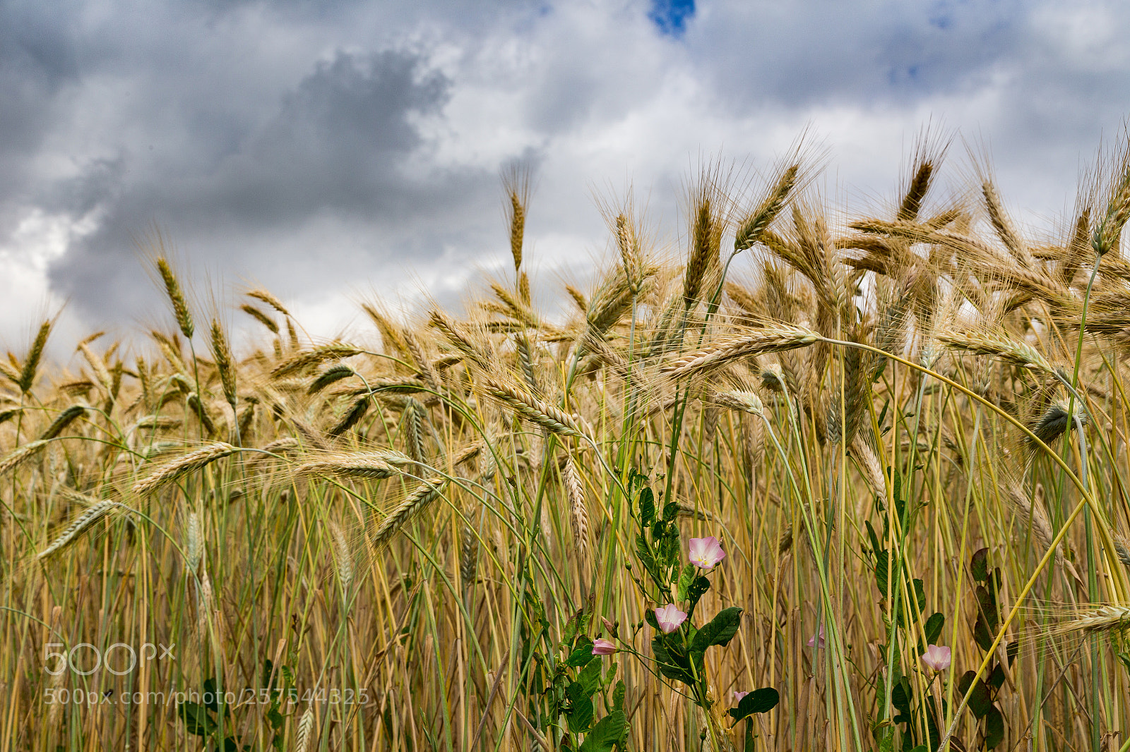 Canon EOS 6D sample photo. Corn photography