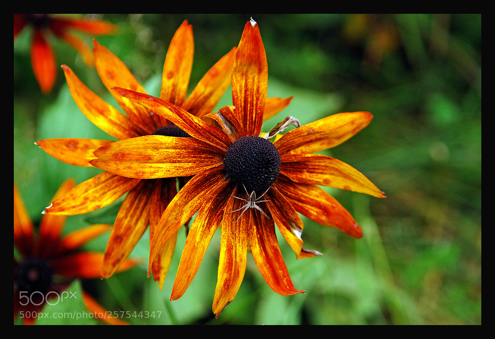Nikon D80 sample photo. Flowers photography