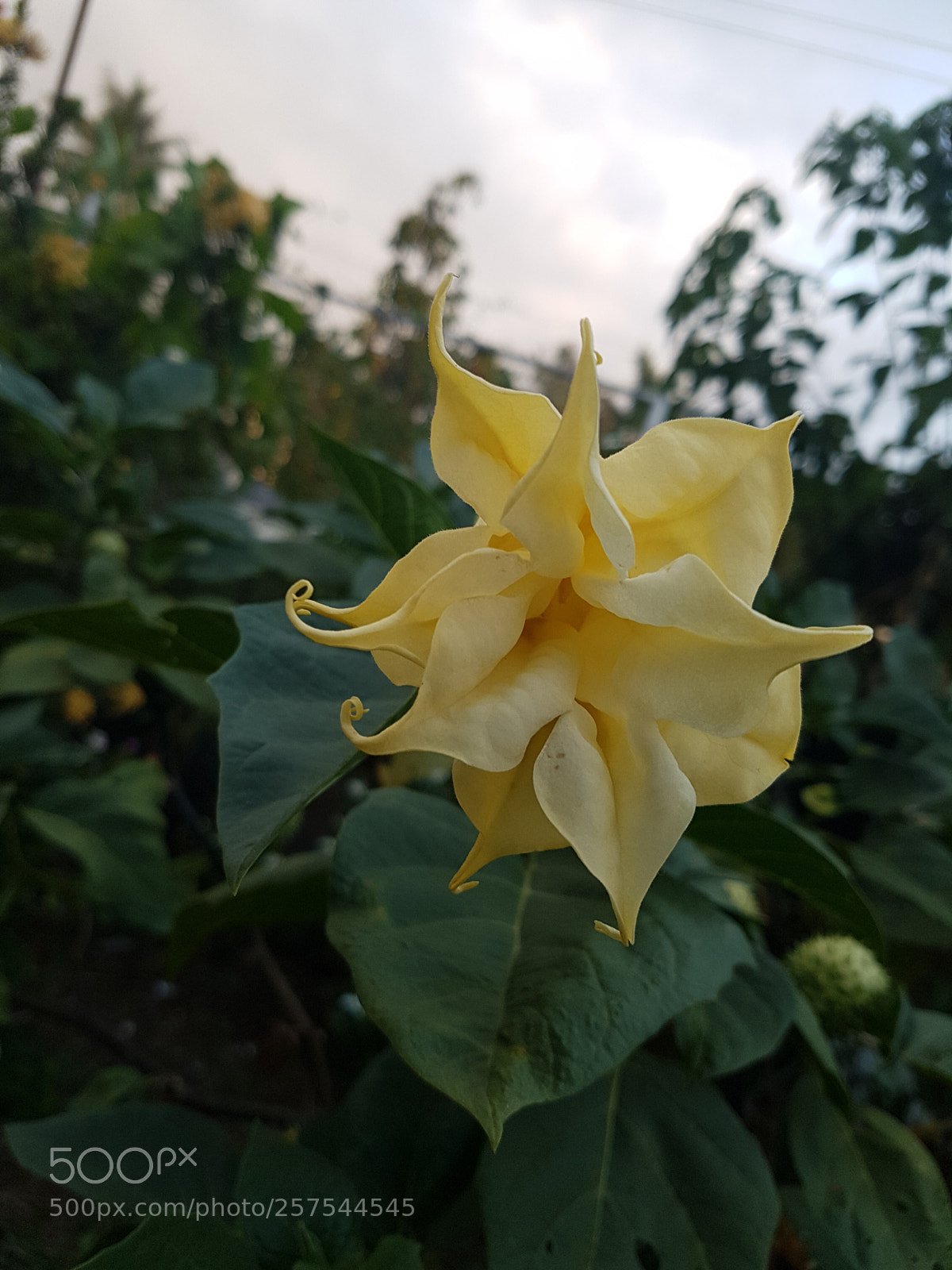 Samsung Galaxy S7 Edge sample photo. ? photography