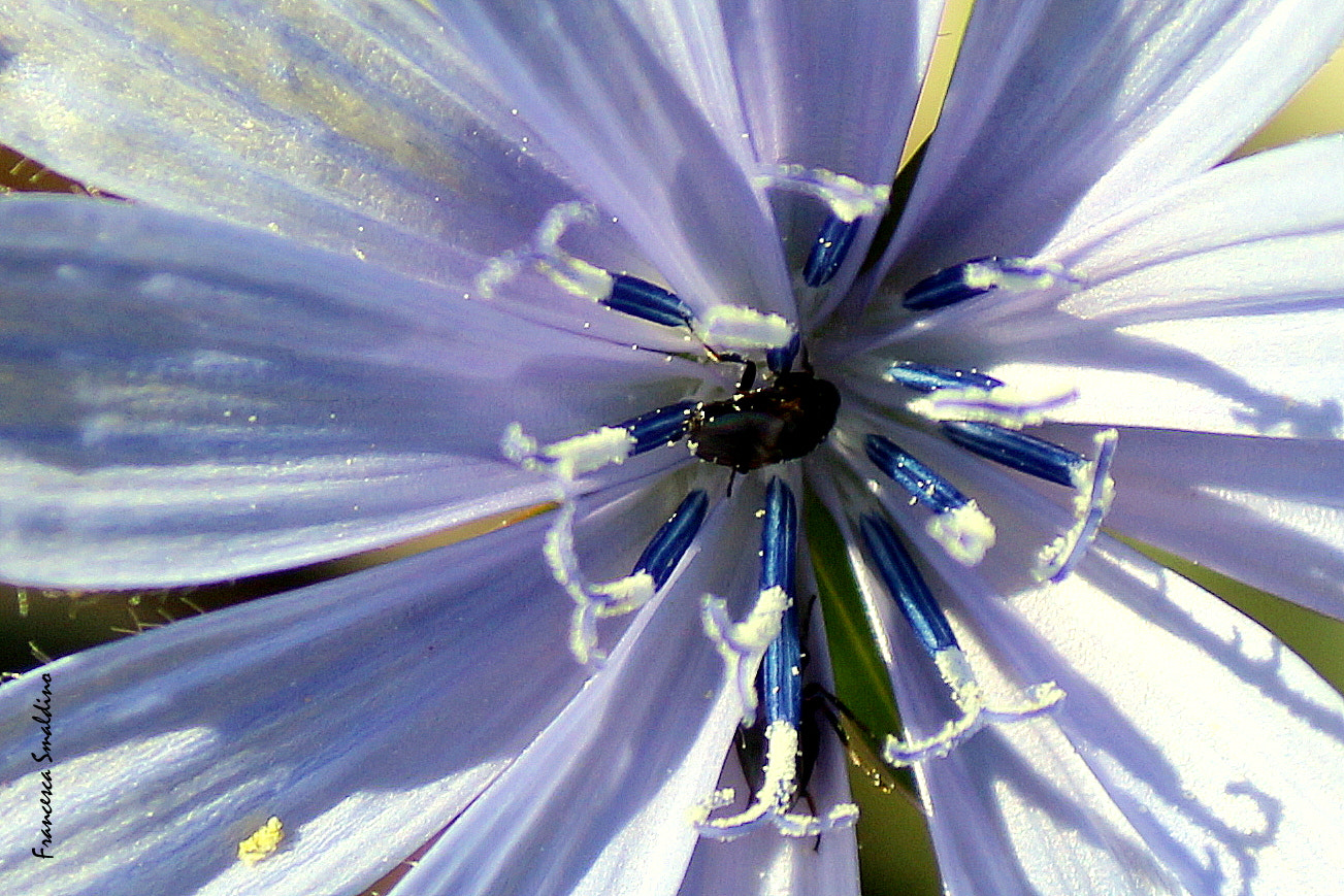 Canon EOS 100D (EOS Rebel SL1 / EOS Kiss X7) sample photo. Fiori di campo: cicoria photography