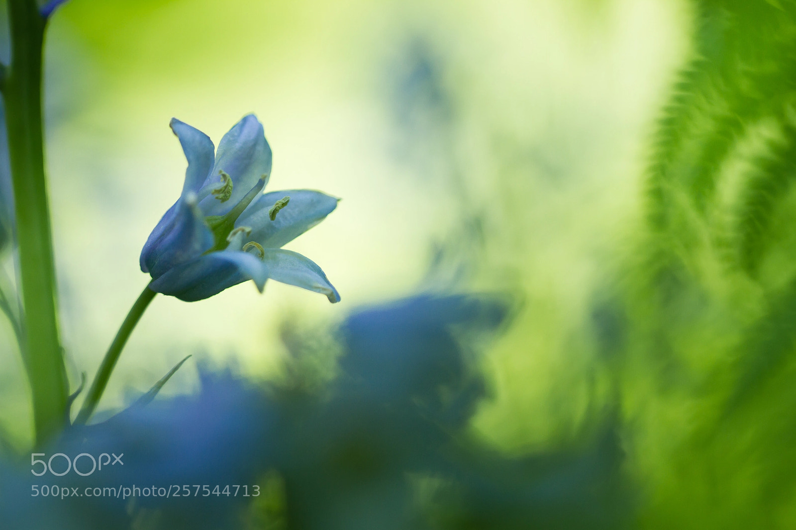 Canon EOS 7D sample photo. Flower and fern photography