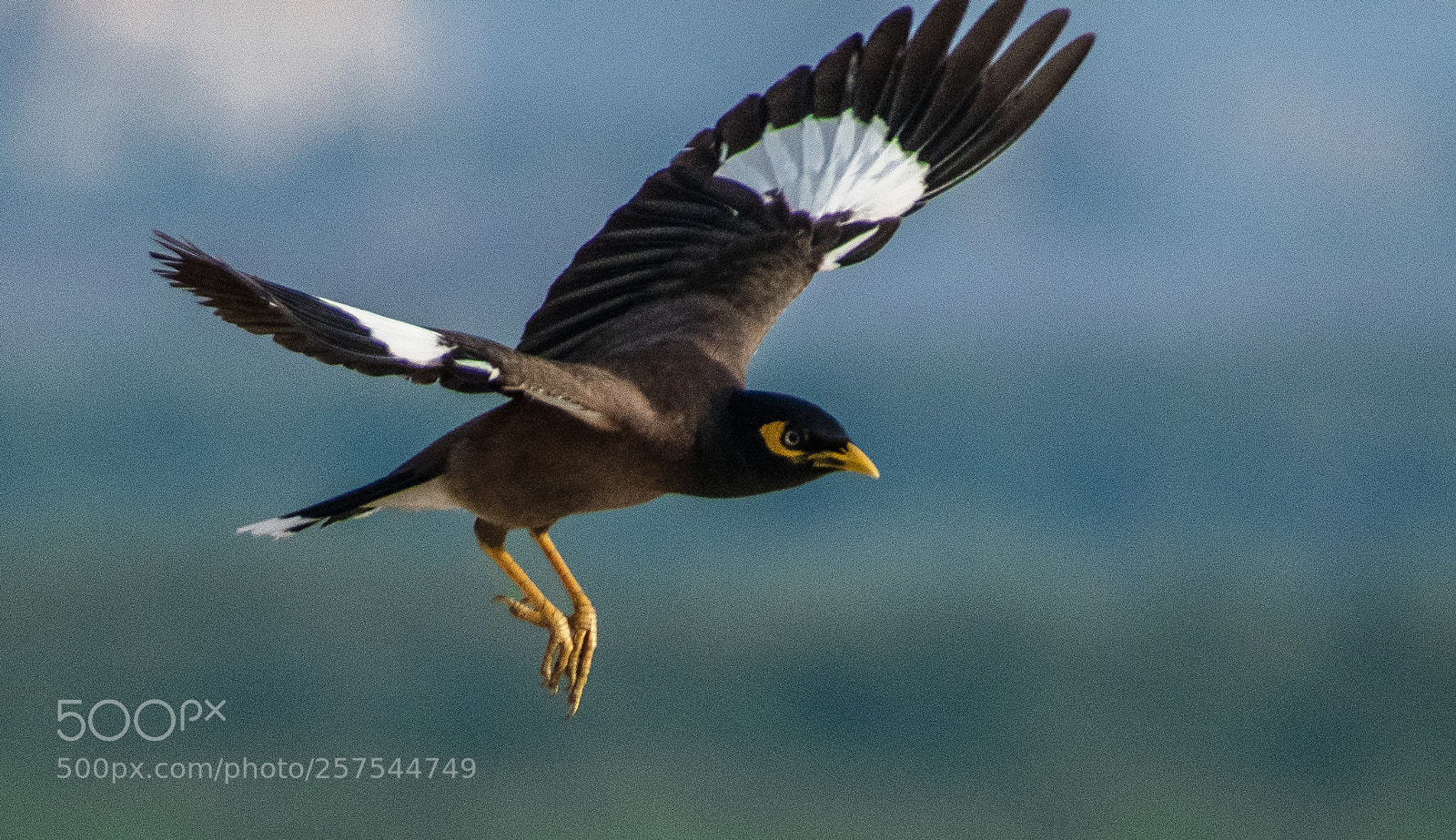 Nikon D5300 sample photo. Starling protocol !!! photography