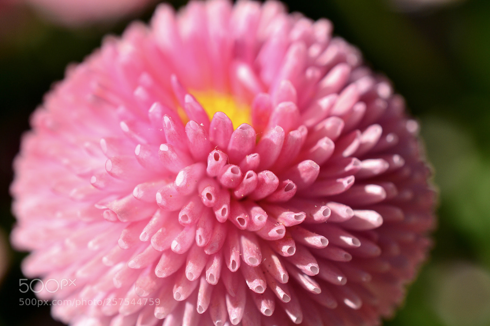 Nikon D3100 sample photo. Flowers in pink photography