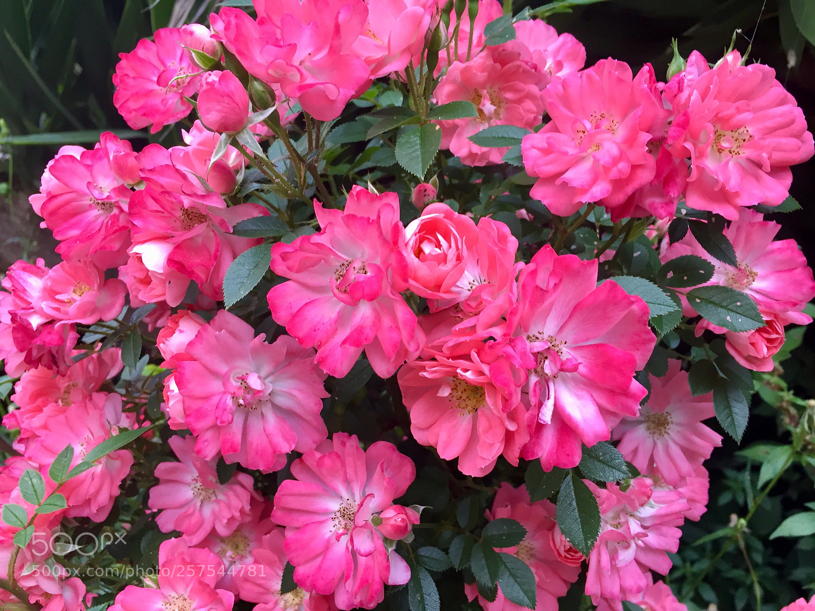 Apple iPhone 6 sample photo. Spring photography