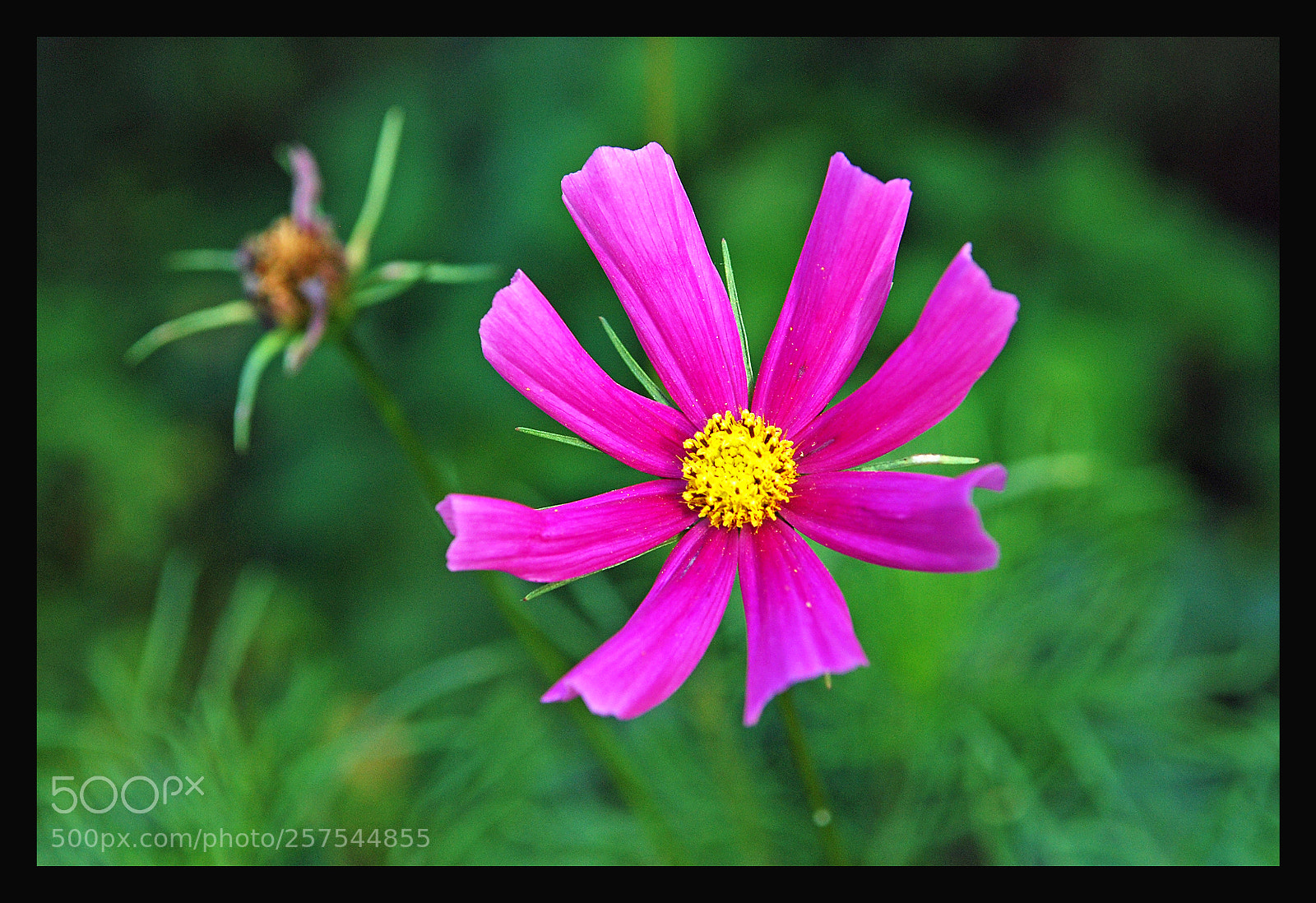 Nikon D80 sample photo. Flower photography