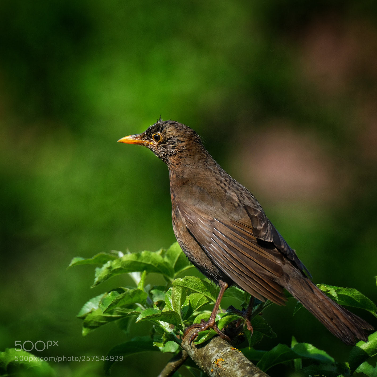 Fujifilm X-T2 sample photo. Blackbird photography