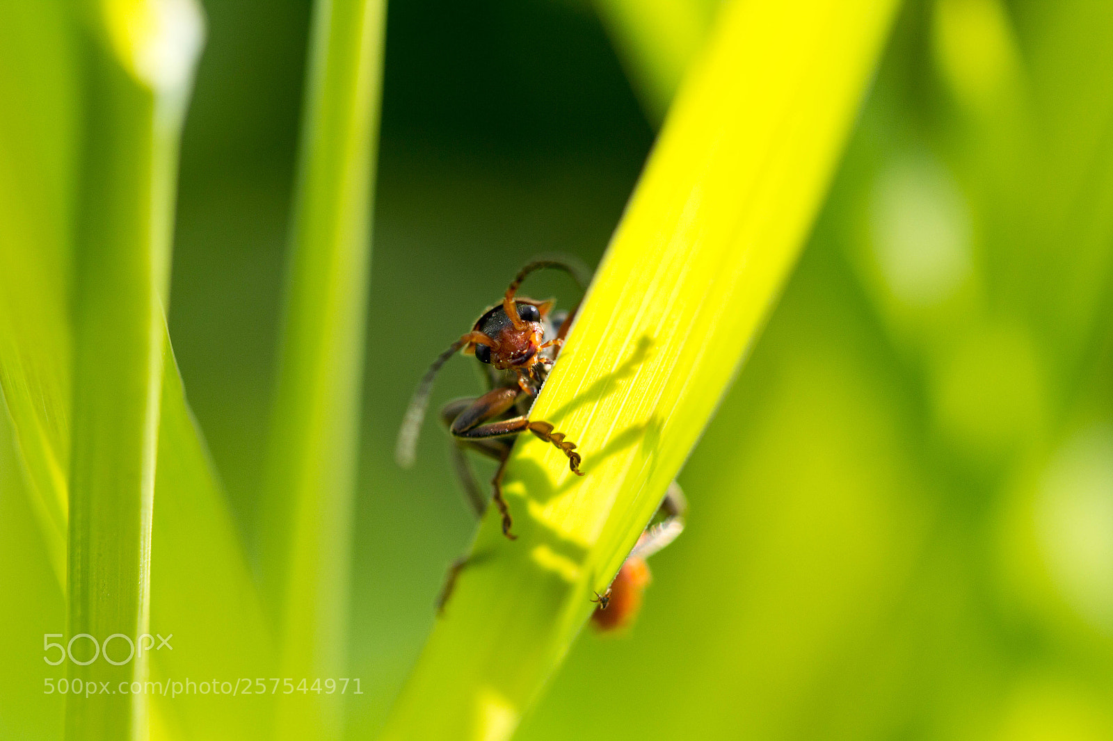 Canon EOS 60D sample photo. K fer in der photography