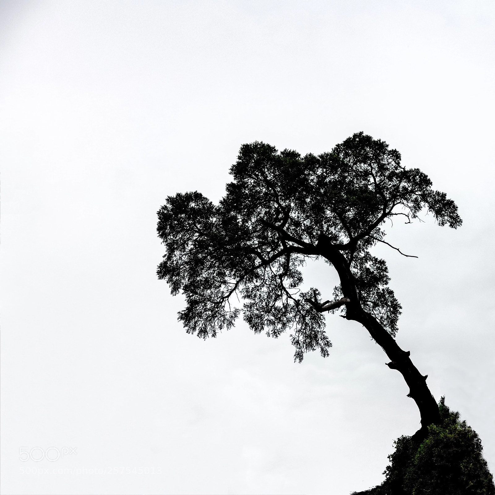 Nikon D850 sample photo. Life on the edge photography
