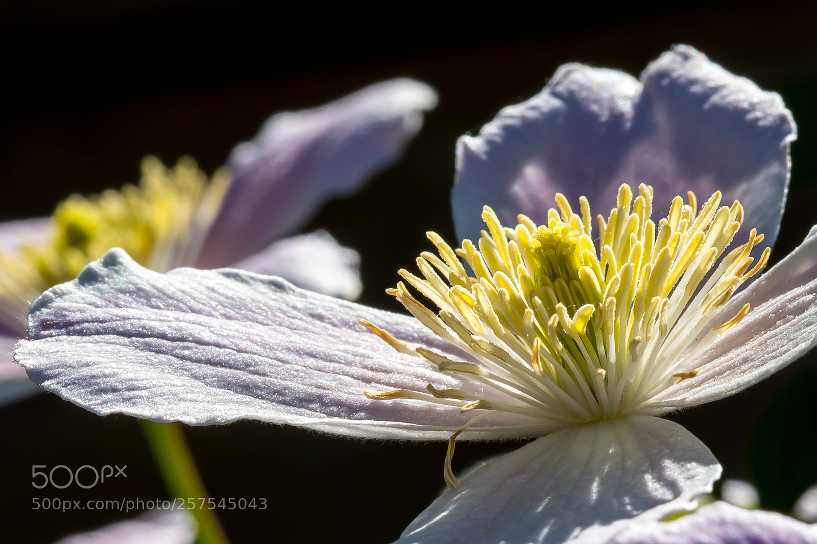 Canon EOS 5D Mark IV sample photo. In full bloom photography