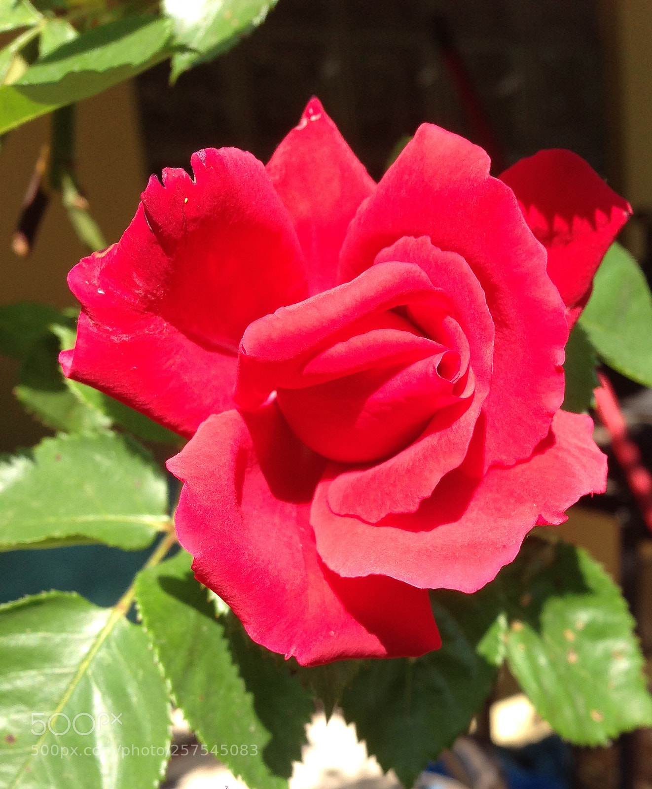 Apple iPhone 5 sample photo. Beauty photography