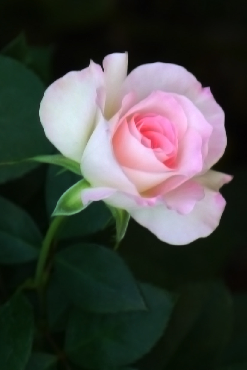 Panasonic Lumix DMC-GX1 sample photo. White rose photography