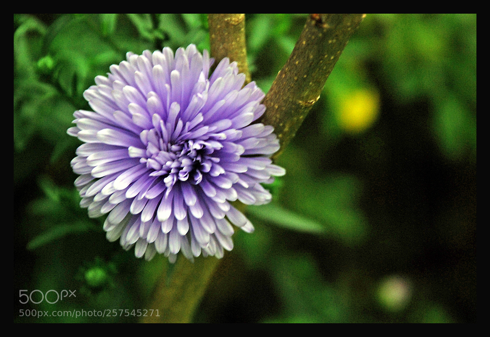 Nikon D80 sample photo. Flower photography