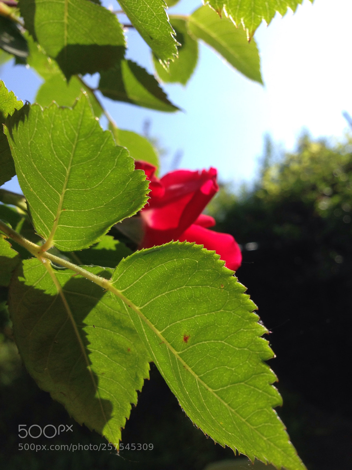 Apple iPhone 5 sample photo. Green streets photography