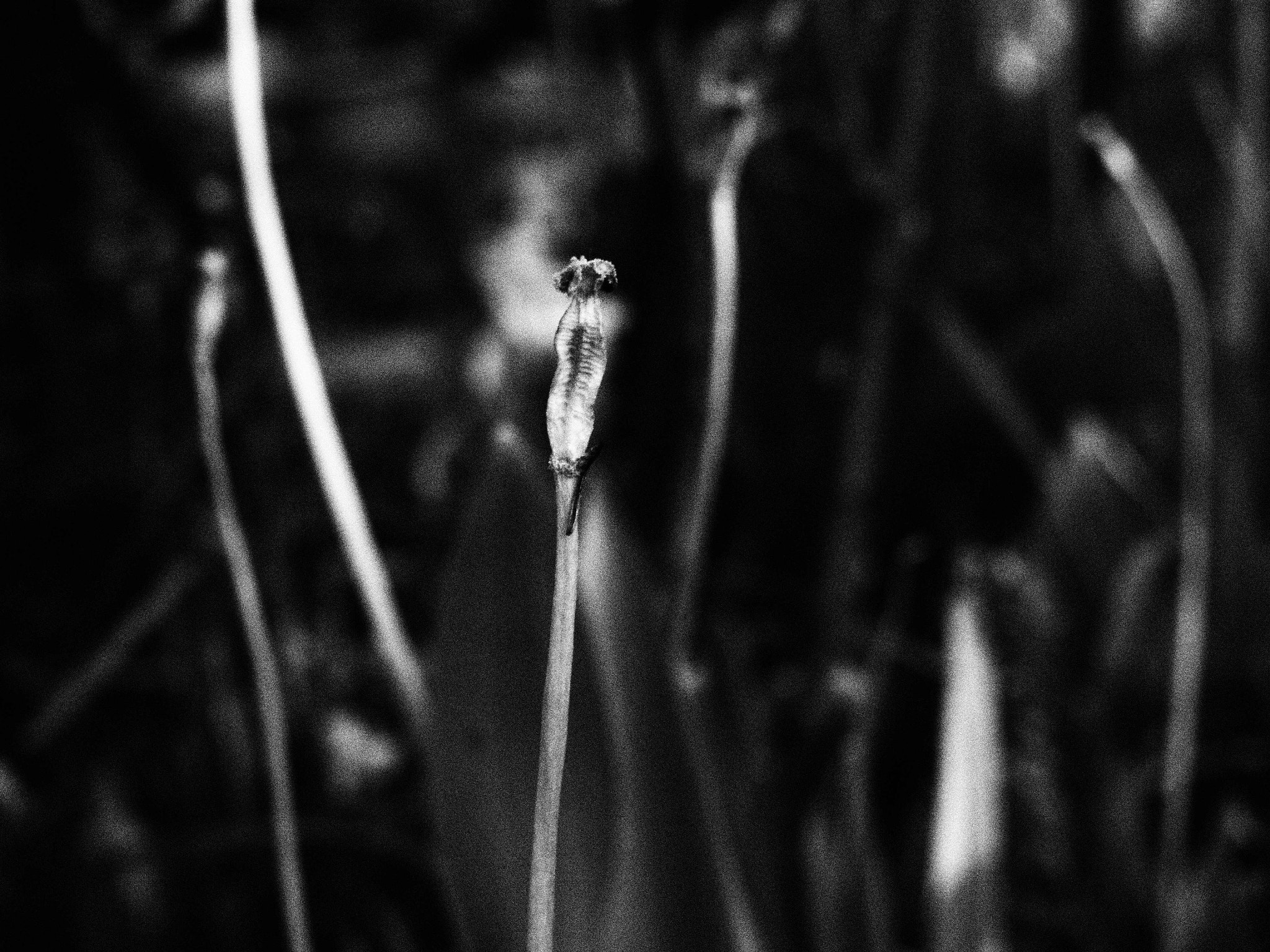 Olympus PEN E-PL6 sample photo. Tulip afterlife photography