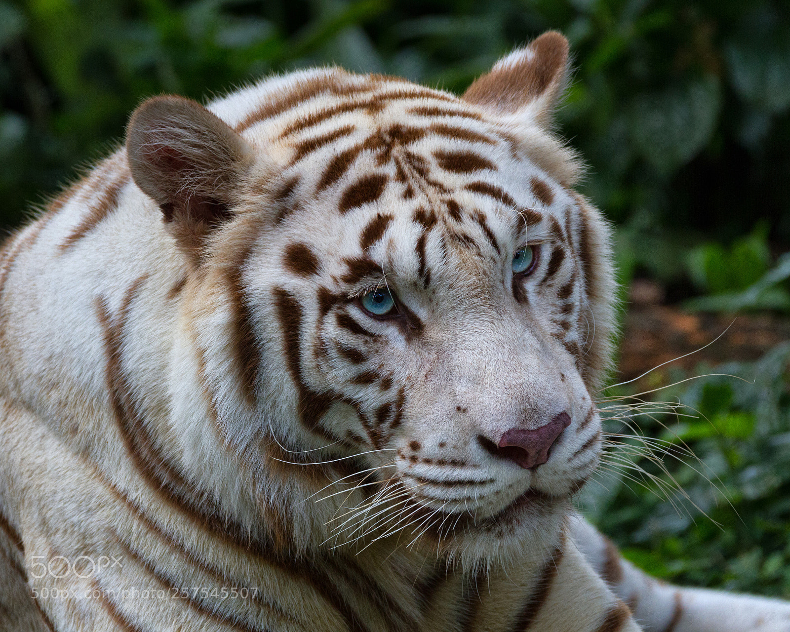 Canon EOS 7D sample photo. White tiger photography