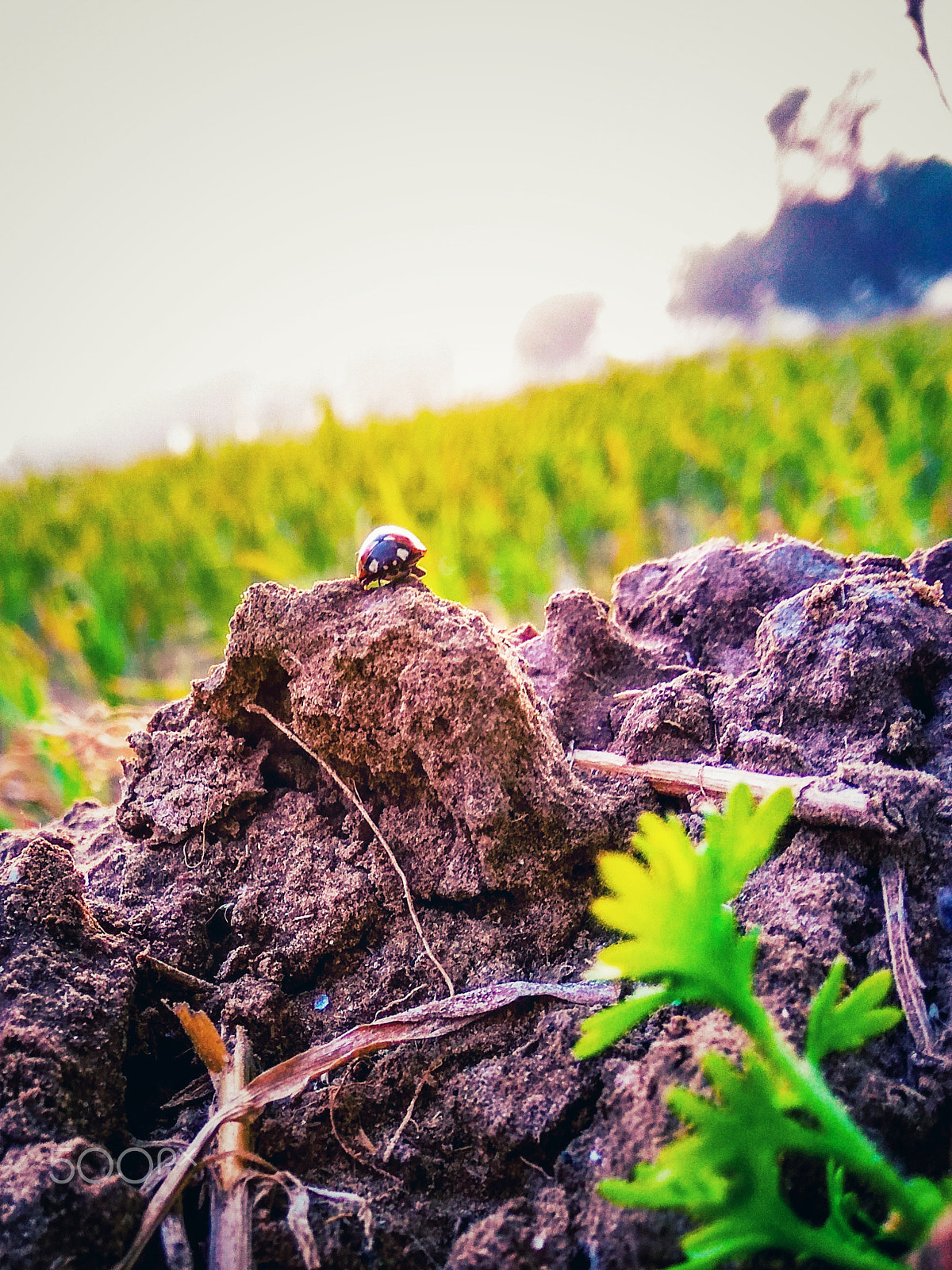 Xiaomi Redmi Note3 sample photo. Red ladybug photography