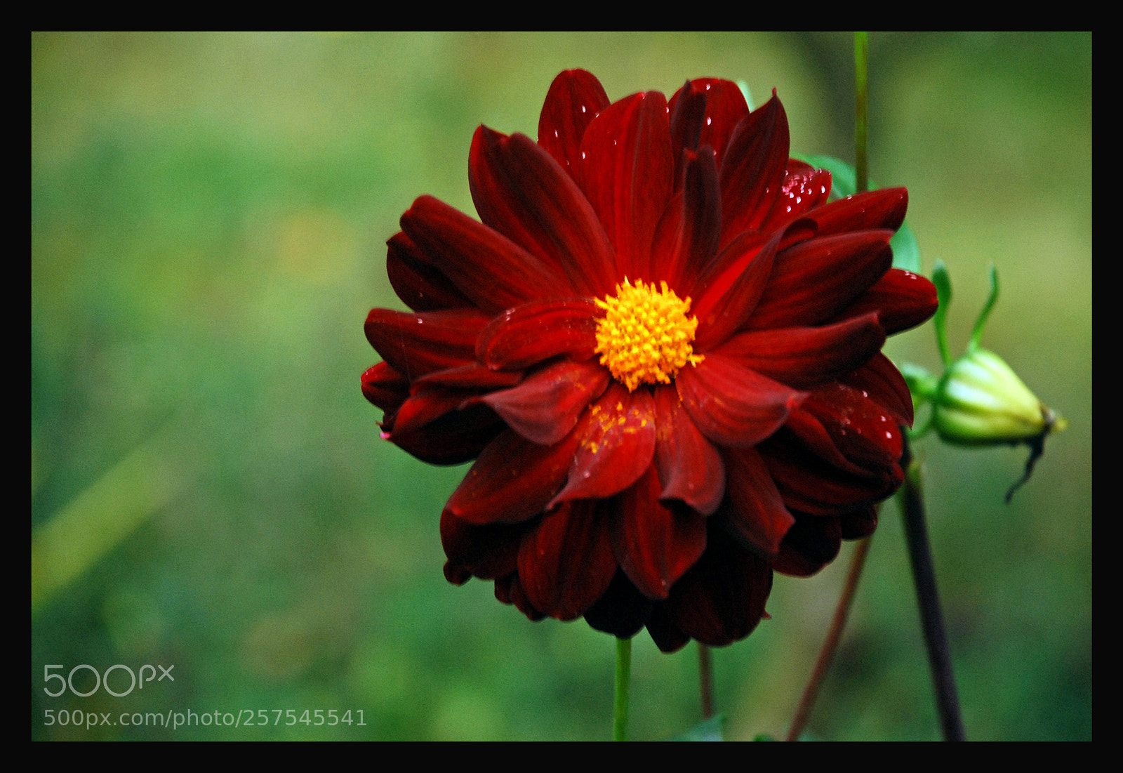 Nikon D80 sample photo. Flower photography