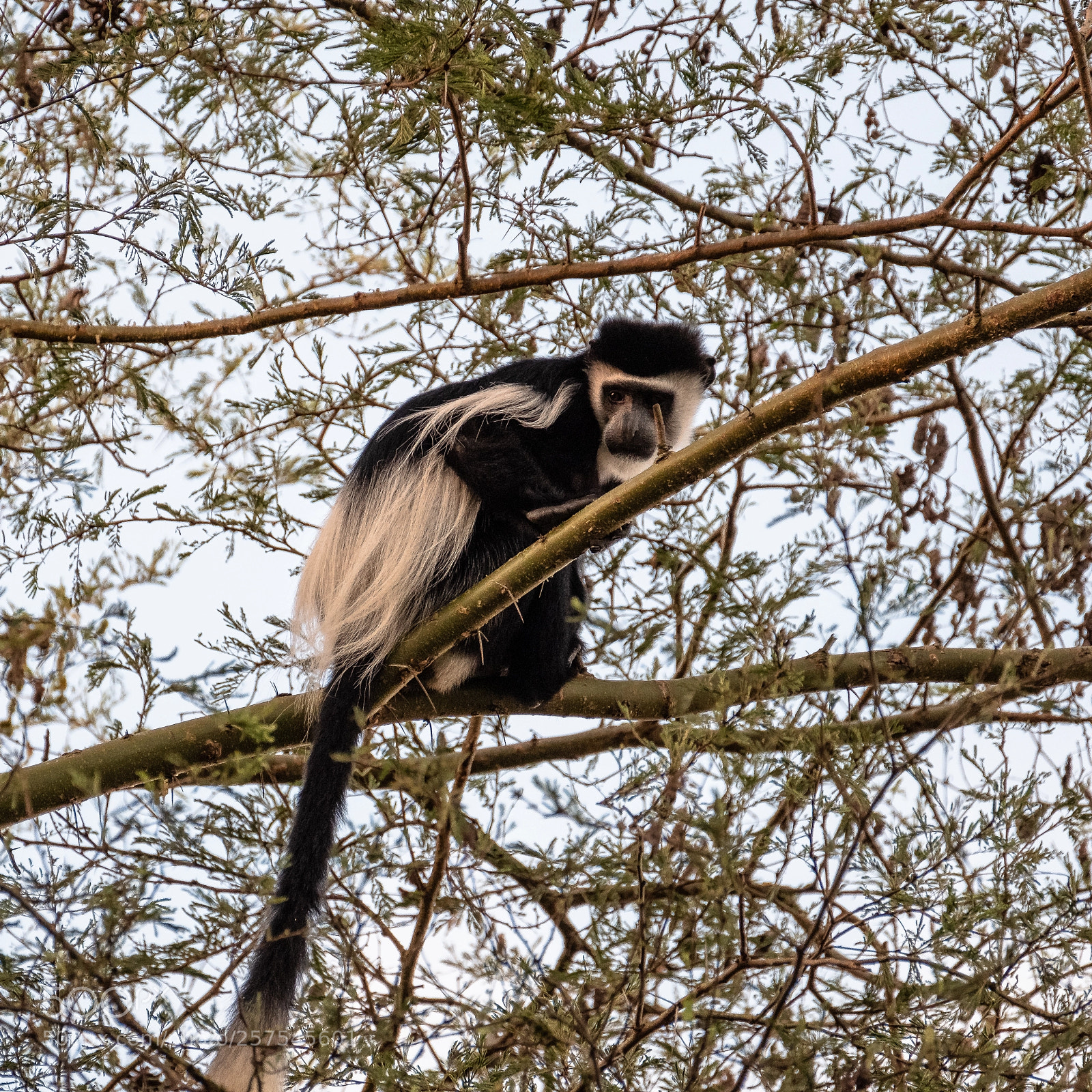 Fujifilm X-T2 sample photo. Colobus photography
