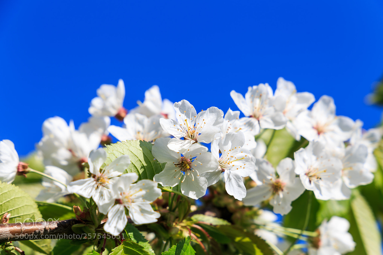 Canon EOS 6D sample photo. Flowers photography